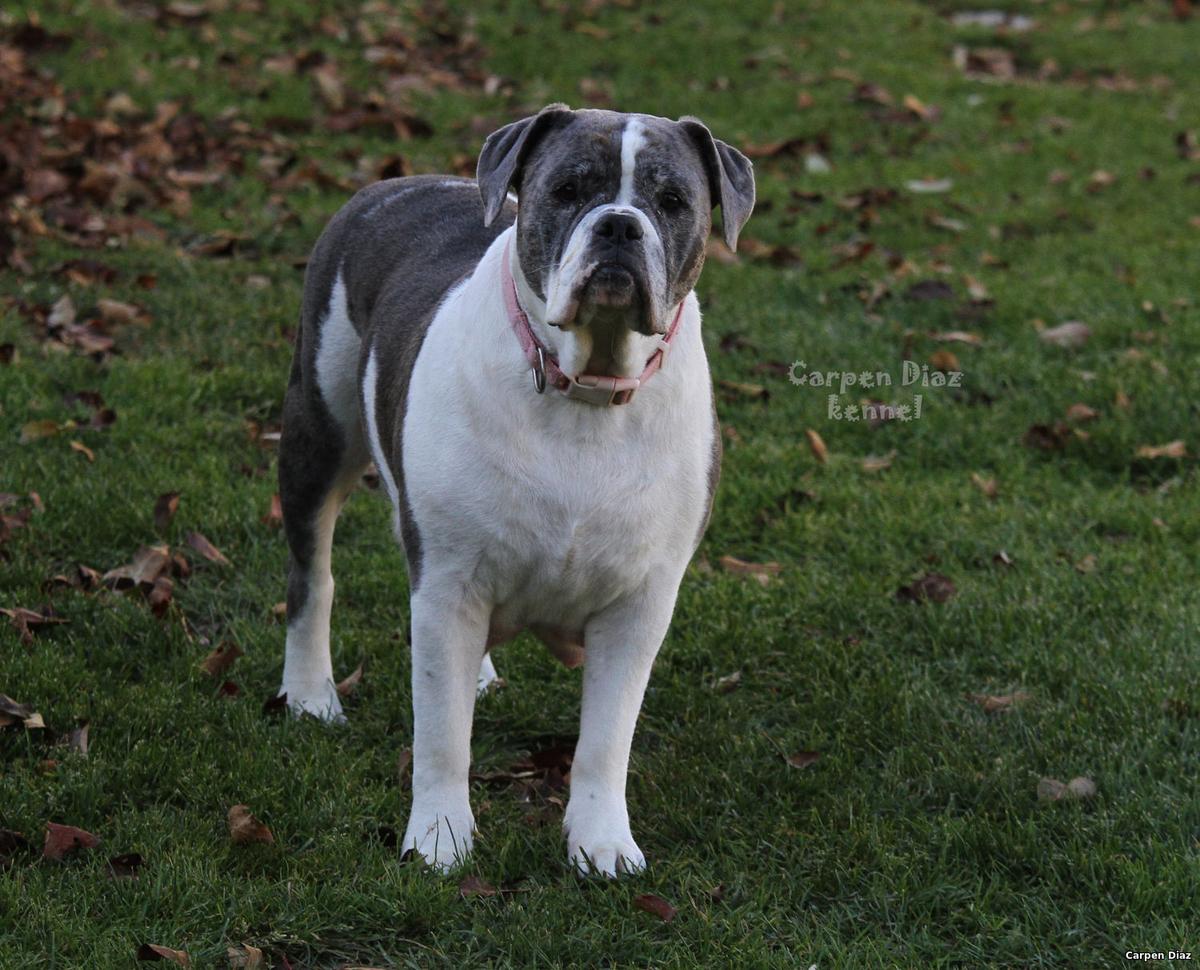 Duchess Marly For Carpen Diaz | Olde English Bulldogge 