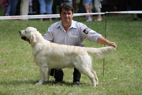 Tramin Han Solo | Golden Retriever 