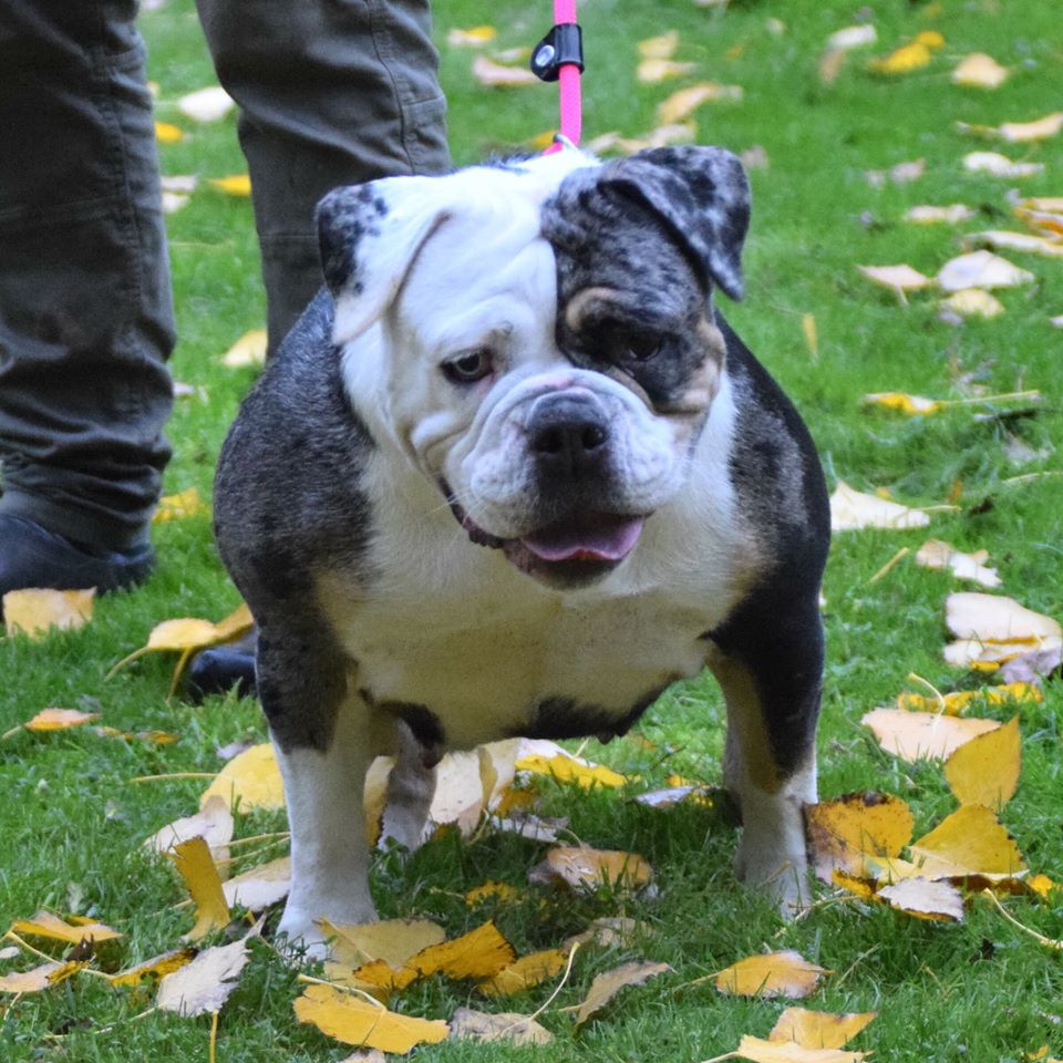 Duchess' Leeloo | Olde English Bulldogge 