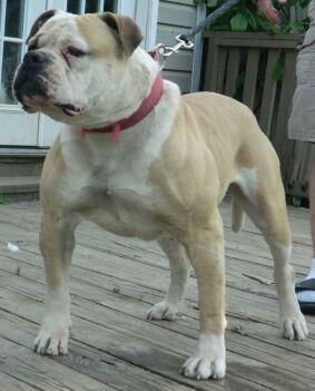 Hartzog's Delilah of Whitey's | American Bulldog 