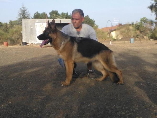Ursula Von Goldenen Strand | German Shepherd Dog 