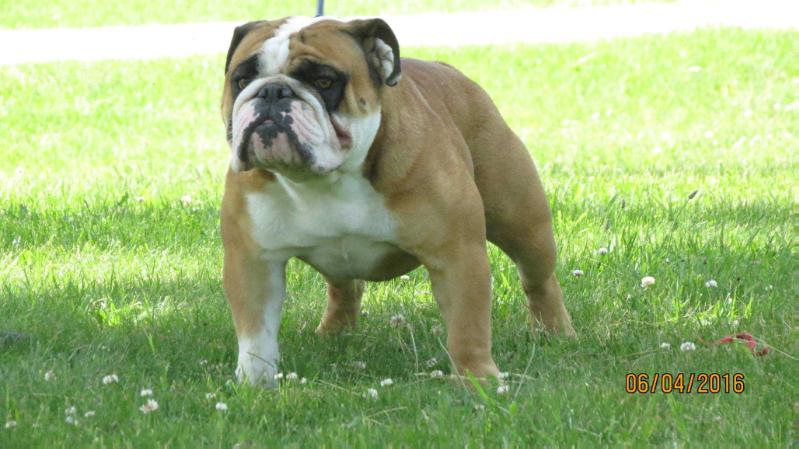 Porker | Olde English Bulldogge 