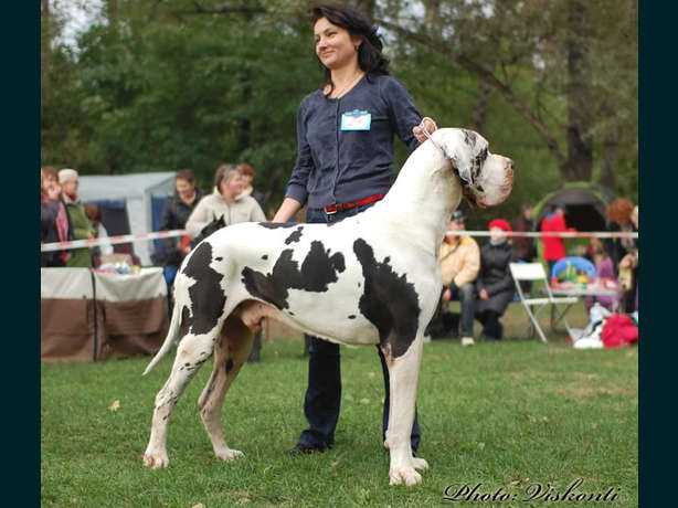 Calvados des Terres de la Rairie | Great Dane 