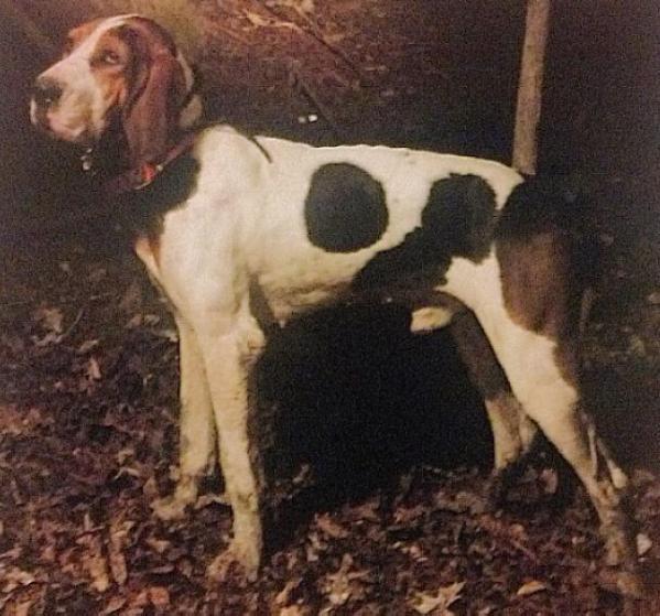 Hardwood Rube's Man | Treeing Walker Coonhound 