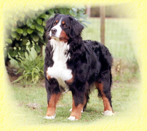 Babushka Easy Living | Bernese Mountain Dog 