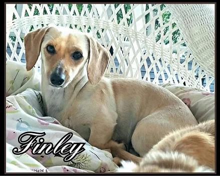 Fairest Finley of Heavens Half Acre | Dachshund 