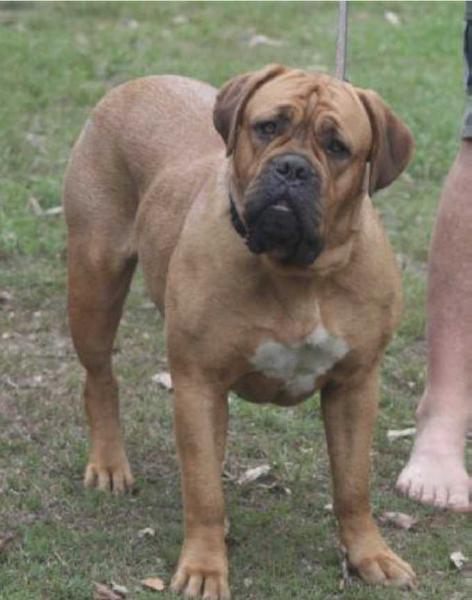 Unique z'Orisku | Dogue de Bordeaux 