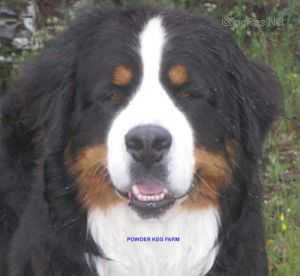 Southcourt Marlon | Bernese Mountain Dog 