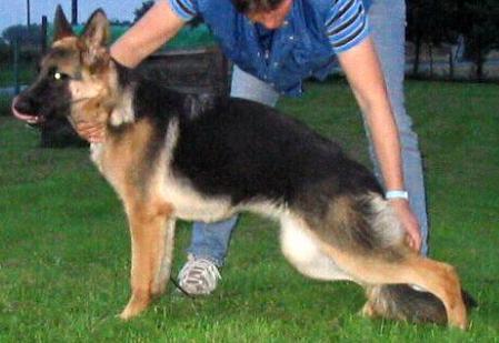 Hadja vom Quendorfer See | German Shepherd Dog 
