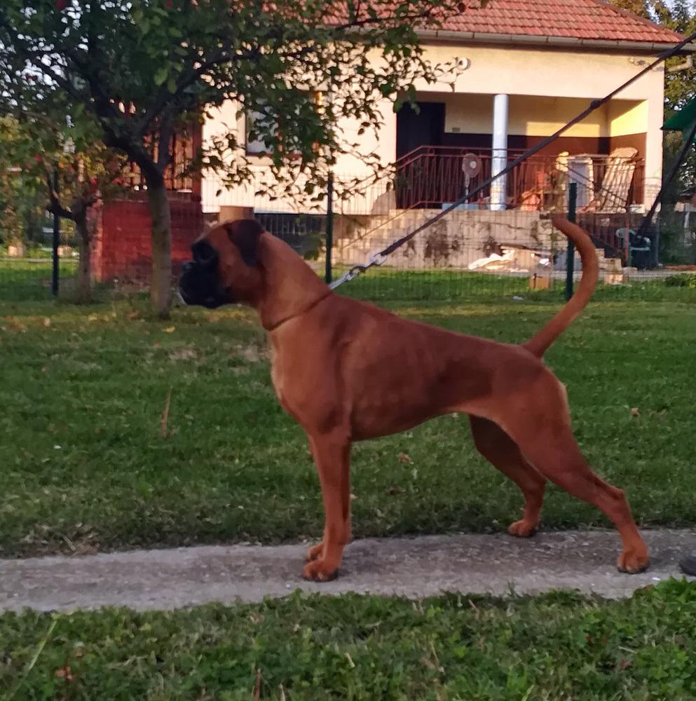 Roxy Steptown | Boxer 
