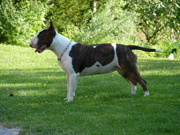 Moonflower jouditt | Bull Terrier 