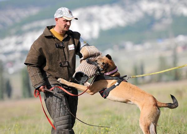 Taigan iz Gratsiano | Belgian Malinois  Taigan iz Gratsiano | Belgian Malinois
