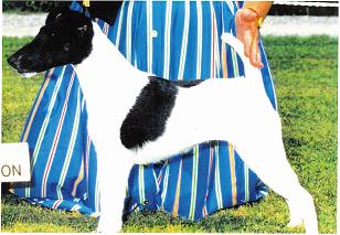 Hexham Dragon Lady | Smooth Fox Terrier 