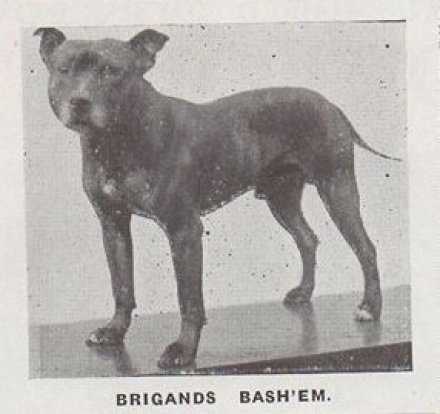 Brigands Bash Em | Staffordshire Bull Terrier 