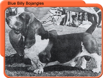 Blue Billy Bojangles | Basset Hound 