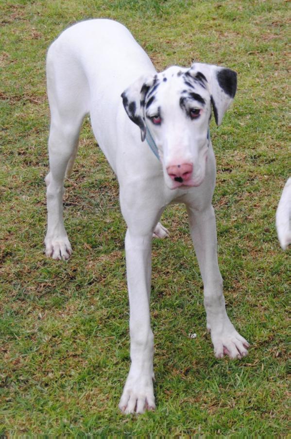 Alanna Del Riego | Great Dane 