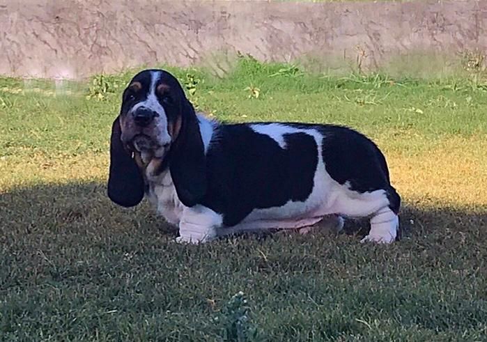 CAI CANEM BARROSA | Basset Hound 