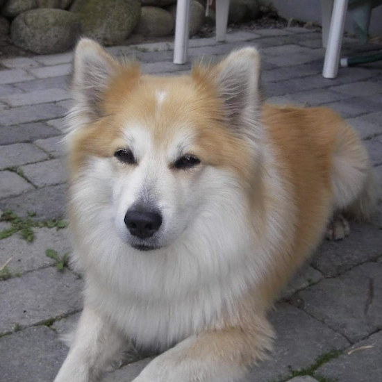 Wadsteinas Rebbi | Icelandic Sheepdog 