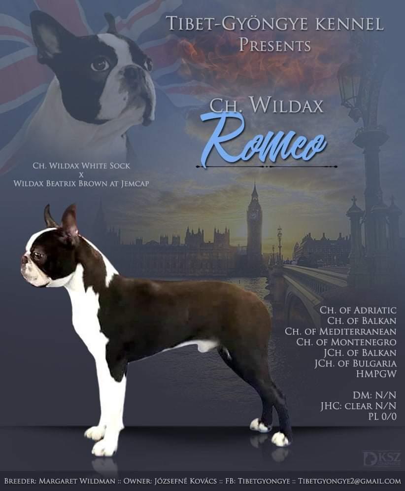 Wildax ROMEO | Boston Terrier 