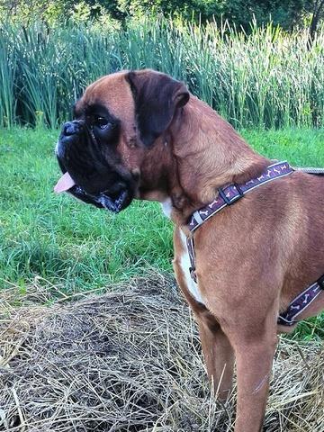 Cserhat-Menti Harcos Fiona | Boxer 