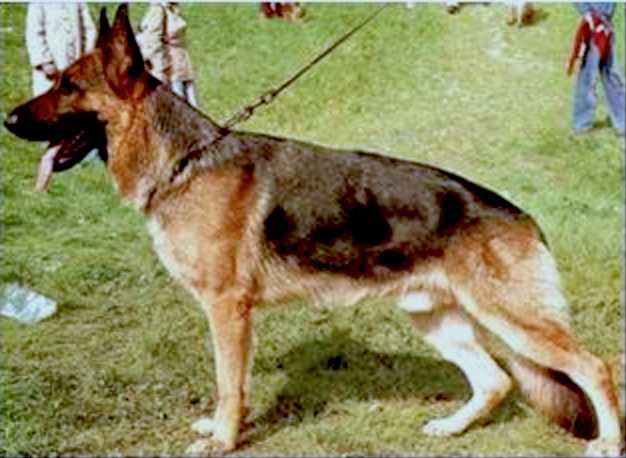 Irk von der Wienerau | German Shepherd Dog 