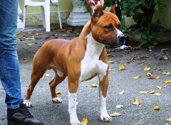Samavi's Leon | American Staffordshire Terrier 