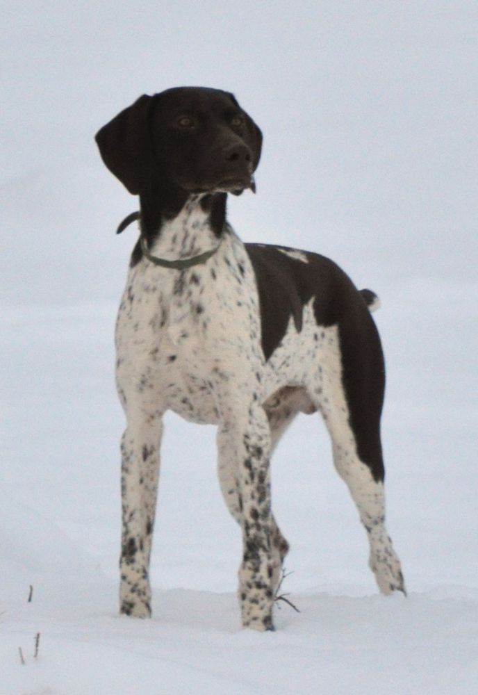 Hall's Fantastic Fritz | German Shorthaired Pointer 