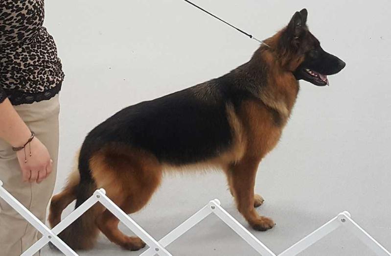 Castlebrooks  Xaba | German Shepherd Dog 