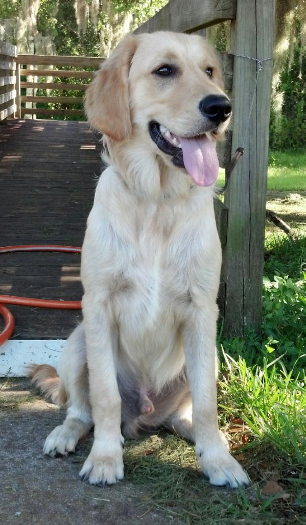 Max Stoughton | Golden Retriever 