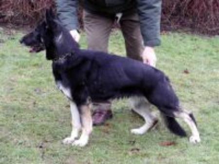 Dixi vom Rosenbach | German Shepherd Dog 
