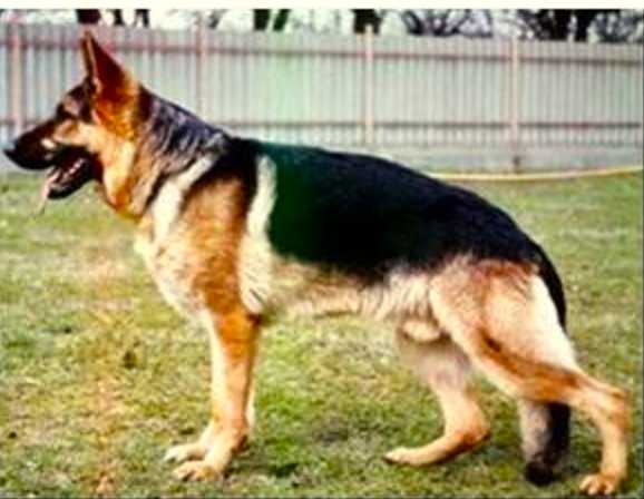 Nick von der Wienerau | German Shepherd Dog 