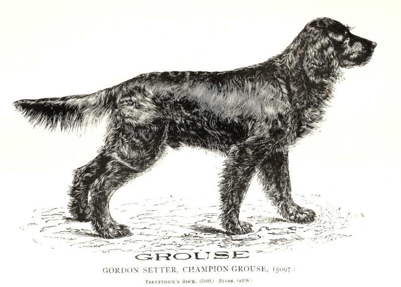 Grouse (5097) | Gordon Setter 