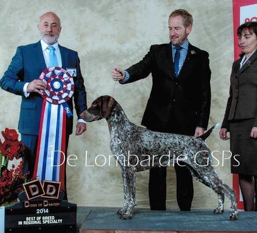 De Lombardie Bulkley Solstice | German Shorthaired Pointer 