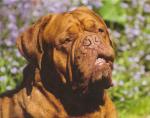 Eros II De L' Etang De Mirloup | Dogue de Bordeaux 