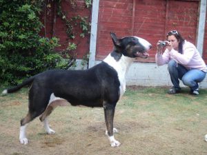 ELVROC CRAZY CLEOPATRA | Bull Terrier 