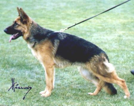Selma vom Noricum | German Shepherd Dog 