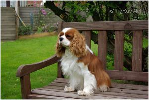 TORAYLAC DIDO | Cavalier King Charles Spaniel 