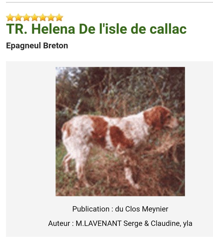 HELENA de l'Isle de Callac | Brittany 