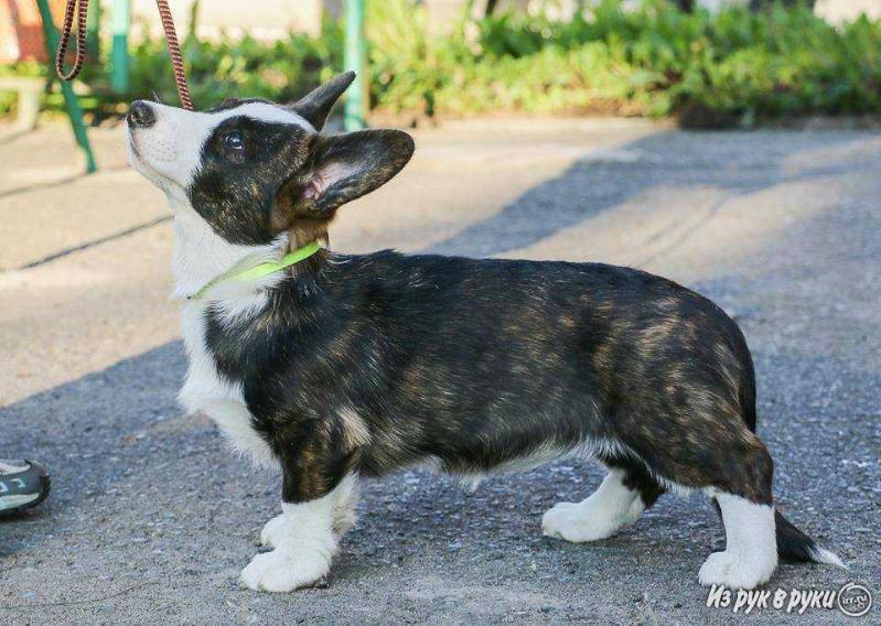 Jagodka ot Seryh Psov | Cardigan Welsh Corgi 