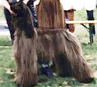 Sanallahs Spun Sugar | Afghan Hound 