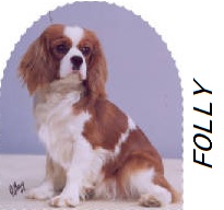 Bonglo Hyland Folly | Cavalier King Charles Spaniel 