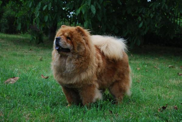 Shen Te Chows Bacio Viennese | Chow Chow 