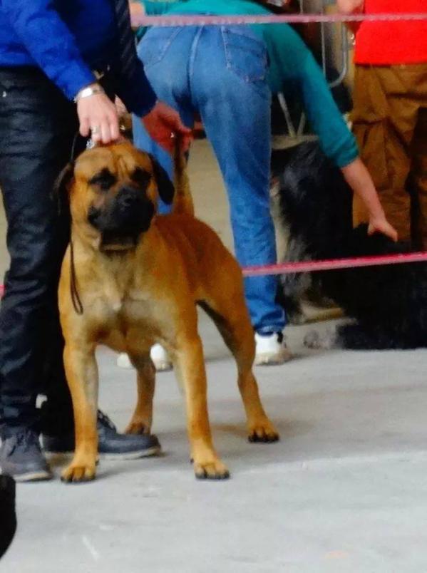 Casa de Champion Akhileusz | Perro de Presa Canario 