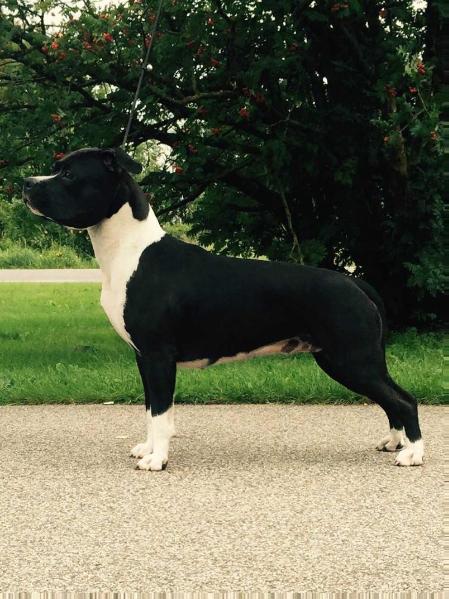 SANTA FE S ALMAZNOGO OSTROVA | American Staffordshire Terrier 