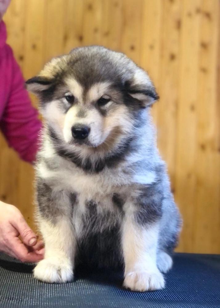 BOGATYRI VELI LIMAN | Alaskan Malamute 