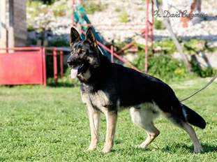 Major vom Fürstentum Kaunitz | German Shepherd Dog 
