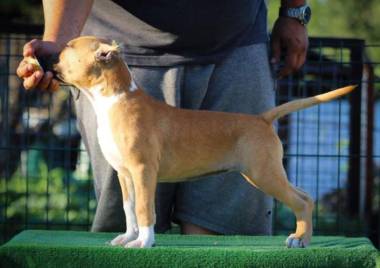 Jc Ring Angels Lina | American Staffordshire Terrier 