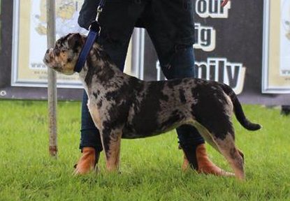 Duchess Carla | Olde English Bulldogge 