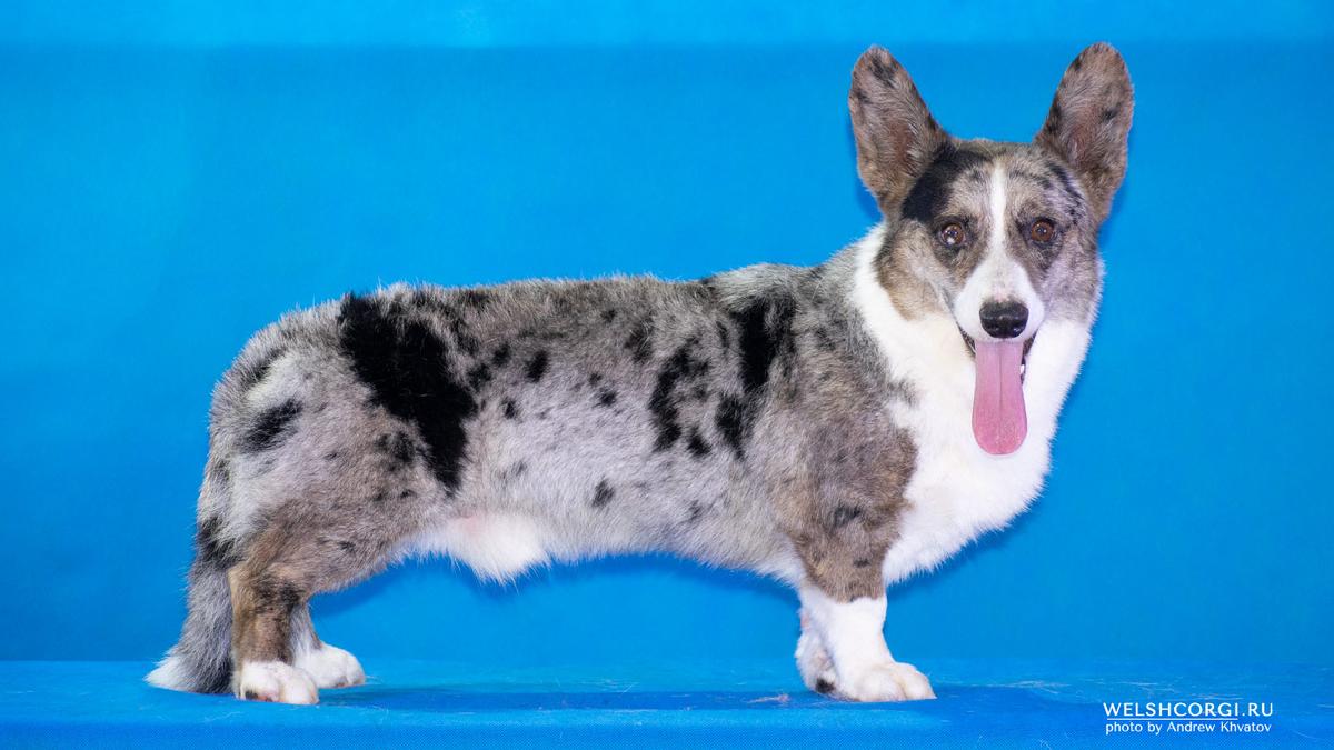 Aethwy Veni Vidi Vici | Cardigan Welsh Corgi 