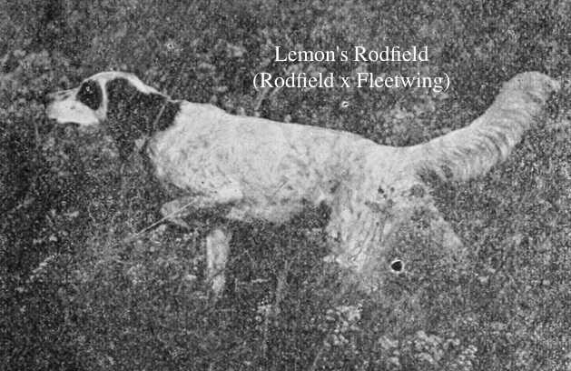 Lemon's Rodfield (Rodfield x Fleetwing) | English Setter 